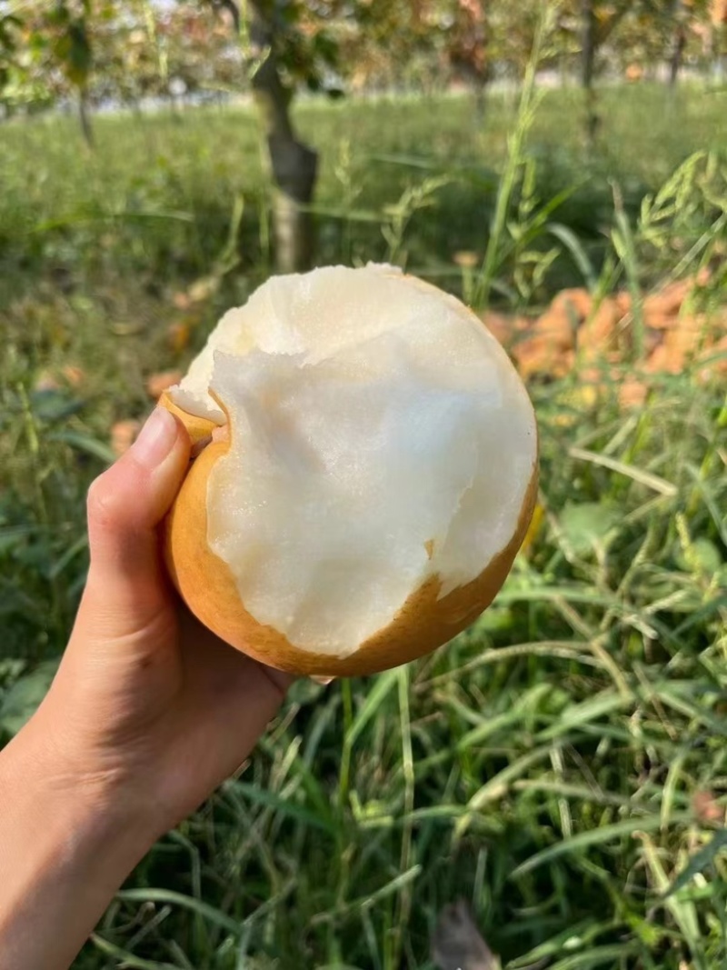 晚秋黄梨