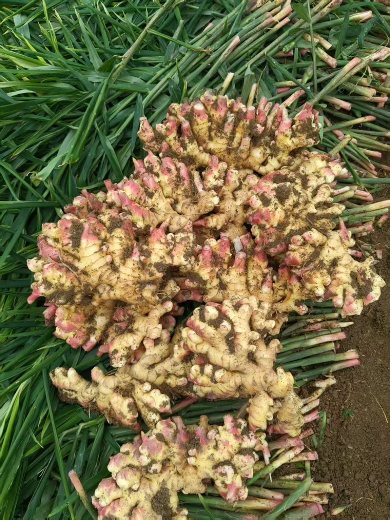 云南红芽姜生姜自家种植，产地直发品质保证欢迎联系