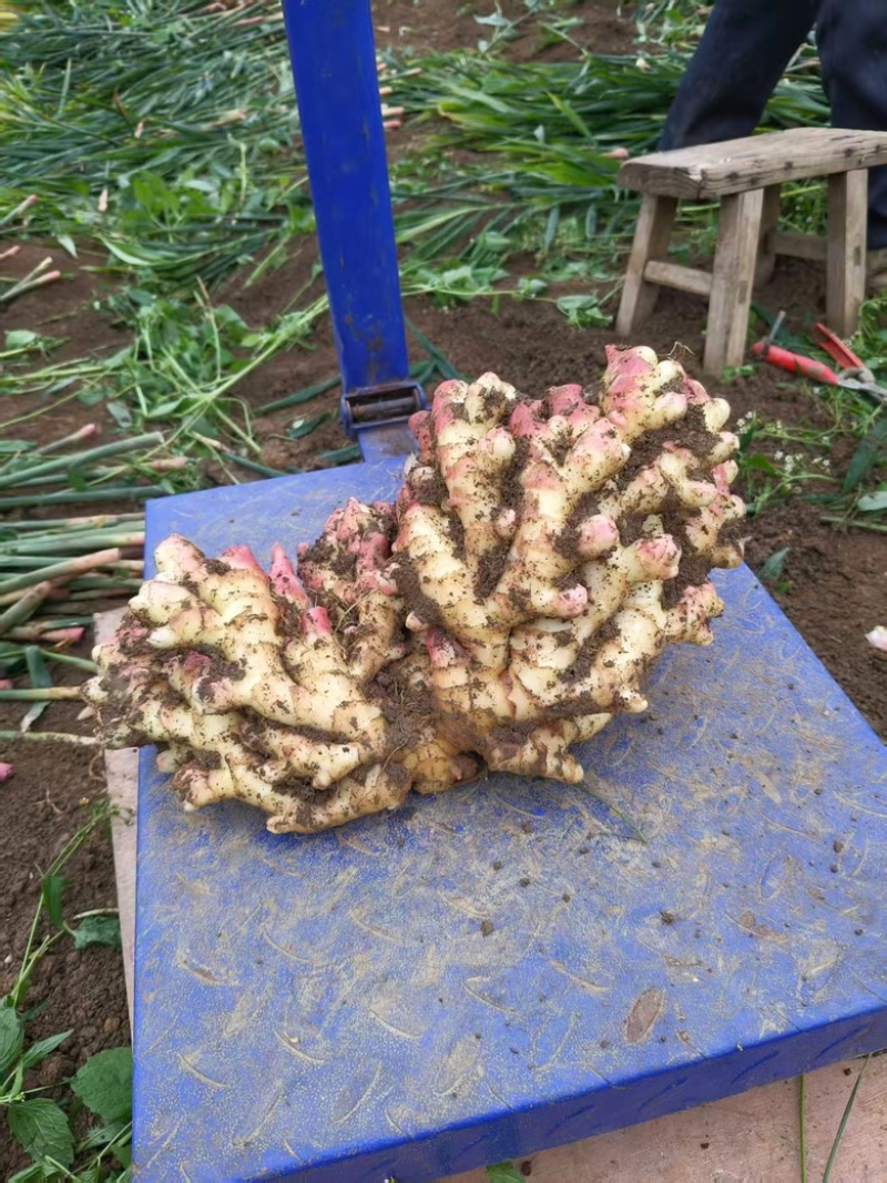 云南红芽姜生姜自家种植，产地直发品质保证欢迎联系