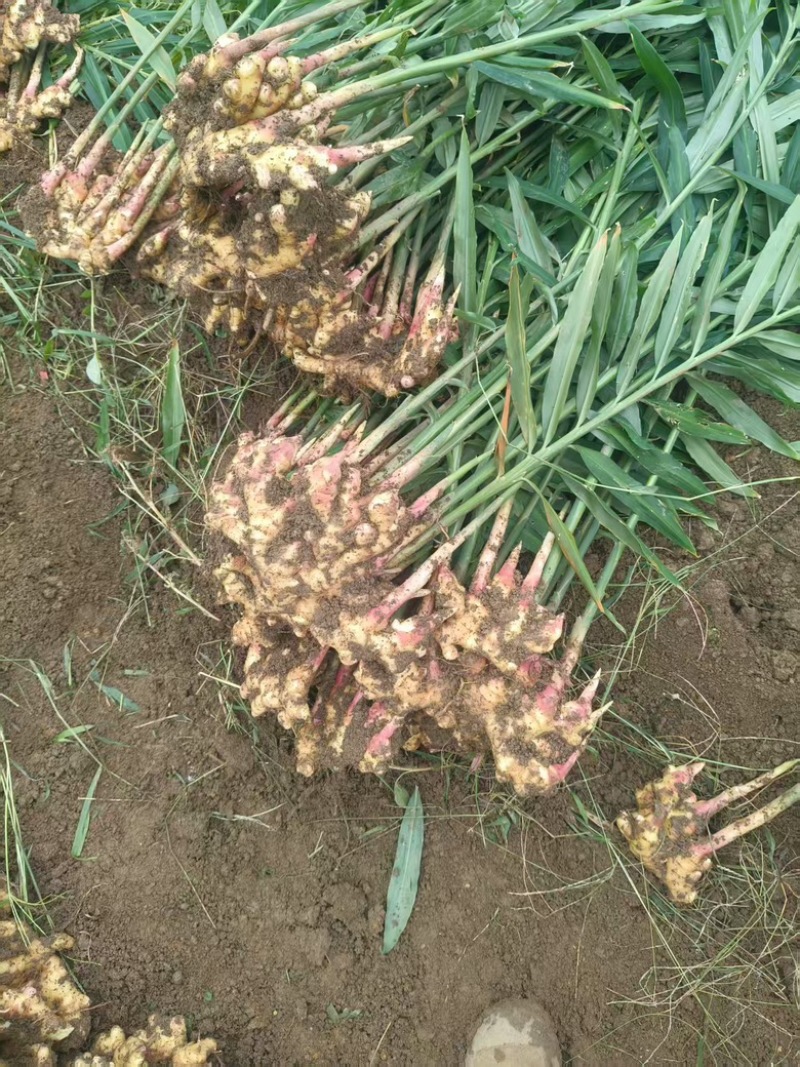 云南红芽姜生姜自家种植，产地直发品质保证欢迎联系
