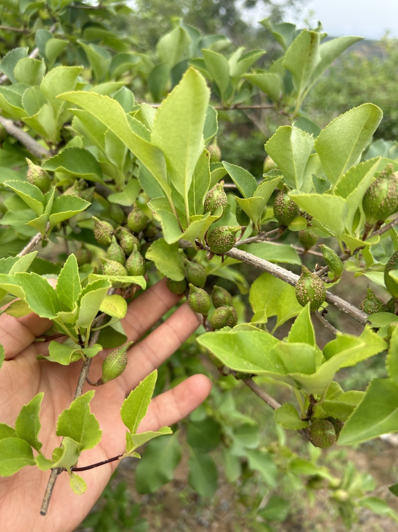连翘苗各规格都有品质保证成活率高欢迎老板联系