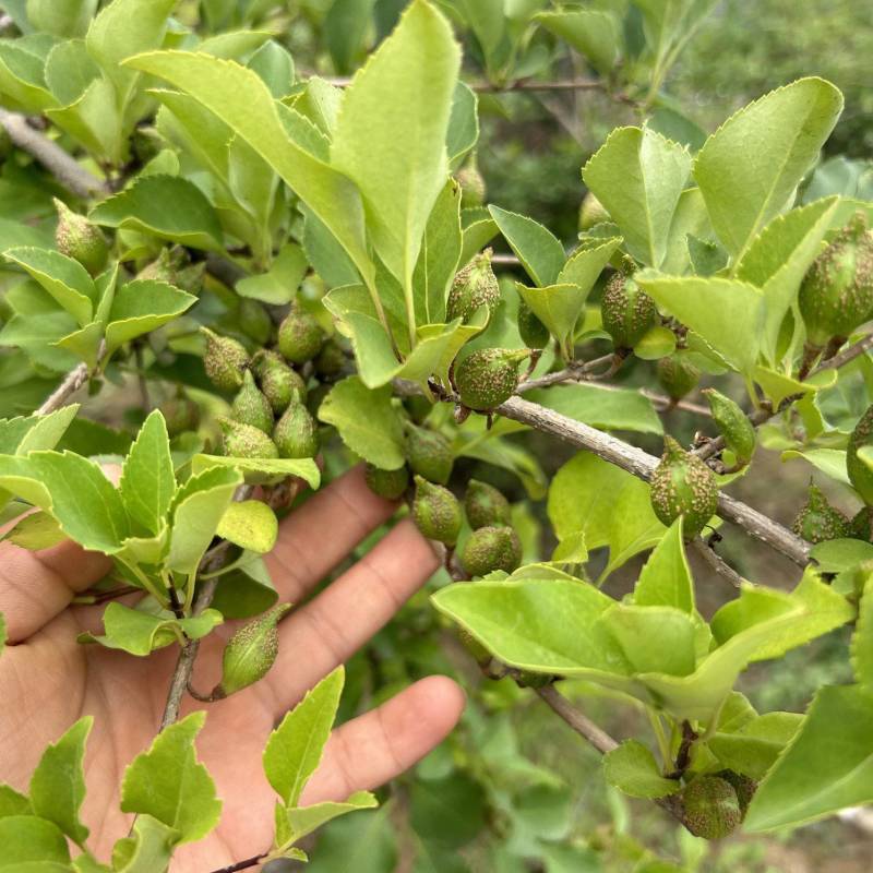 药用连翘苗各种规格成活率高提供技术支持欢迎老板联系