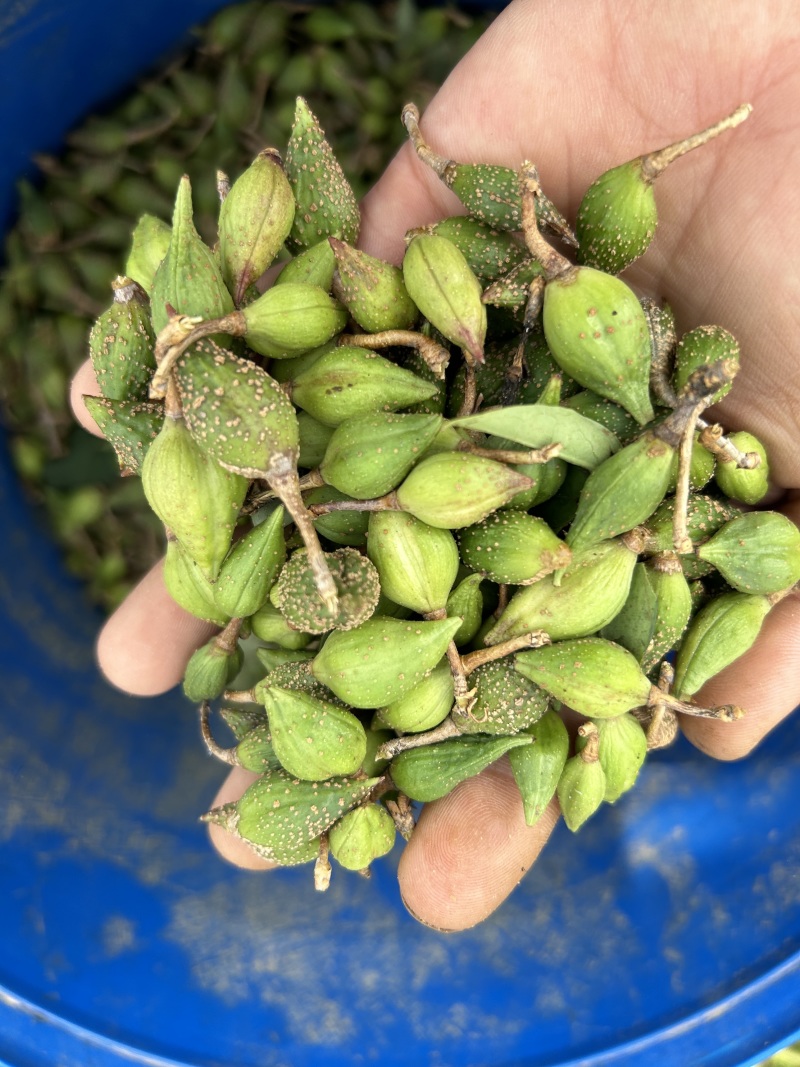 药用连翘苗各种规格成活率高提供技术支持欢迎老板联系