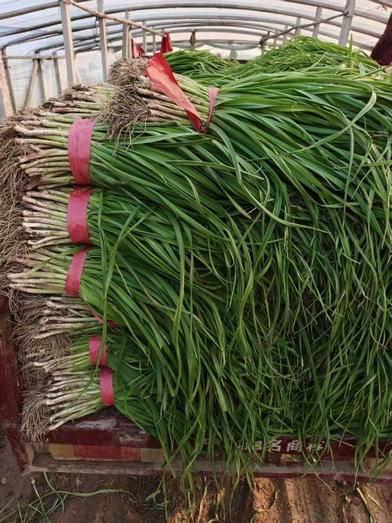冻秋梨/东北冻梨/一手货源/产地直发/量大价优/欢迎致电