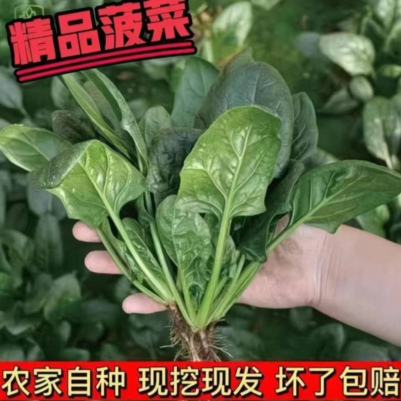 山东聊城菠菜精品大叶菠菜基地一手货源对接电商市场