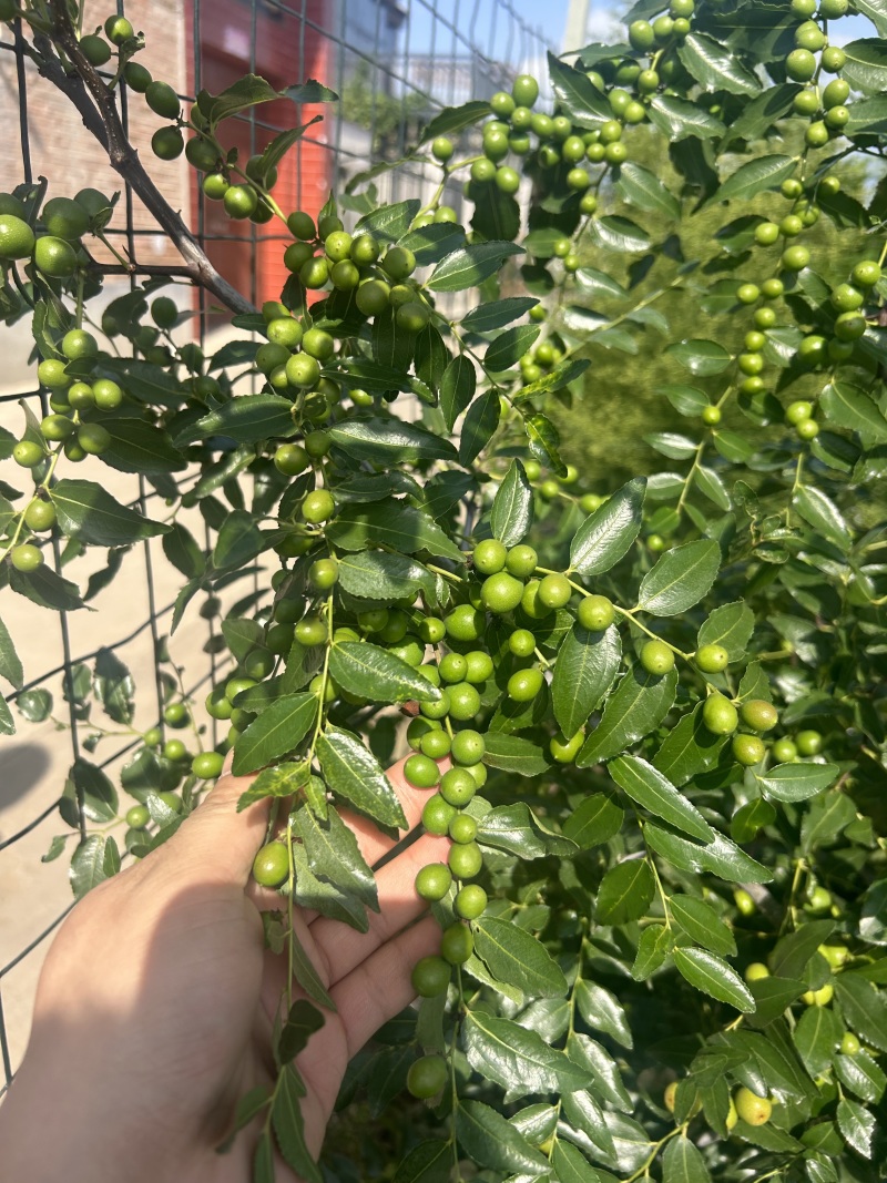 酸枣苗各种规格成活率高提供技术支持包邮批发都可以