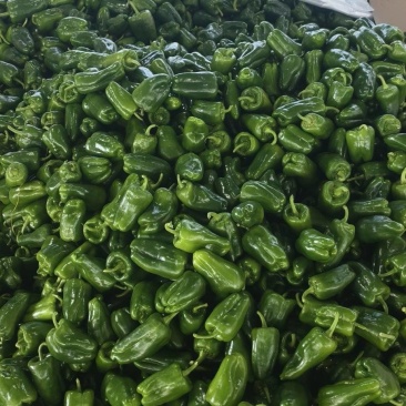 精品圆椒,太空椒大量供应中量大从优,欢迎咨询订购