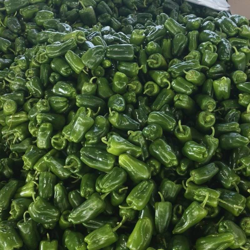 精品圆椒，太空椒大量供应中量大从优，欢迎咨询订购