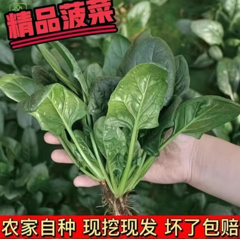 山东聊城菠菜精品大叶菠菜基地一手货源对接电商市场