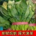 山东聊城菠菜精品大叶菠菜基地一手货源对接电商市场