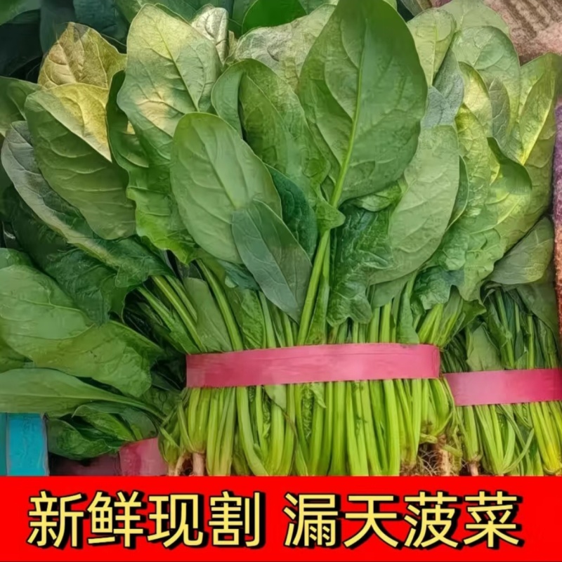山东聊城菠菜精品大叶菠菜基地一手货源对接电商市场