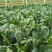 山东聊城菠菜精品大叶菠菜基地一手货源对接电商市场
