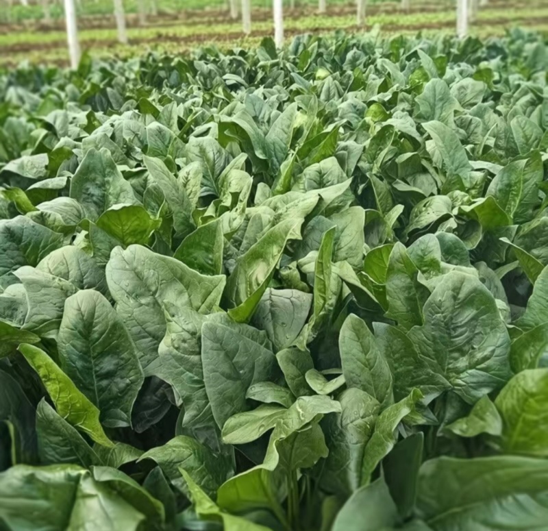 山东聊城菠菜精品大叶菠菜基地一手货源对接电商市场