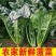 山东聊城菠菜精品大叶菠菜基地一手货源对接电商市场