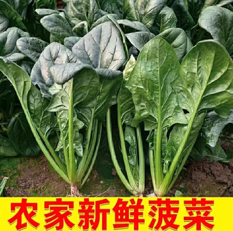 山东聊城菠菜精品大叶菠菜基地一手货源对接电商市场