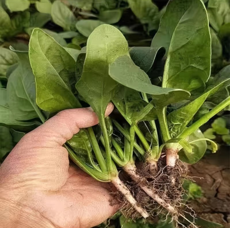 山东聊城菠菜精品大叶菠菜基地一手货源对接电商市场