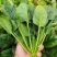 山东聊城菠菜精品大叶菠菜基地一手货源对接电商市场