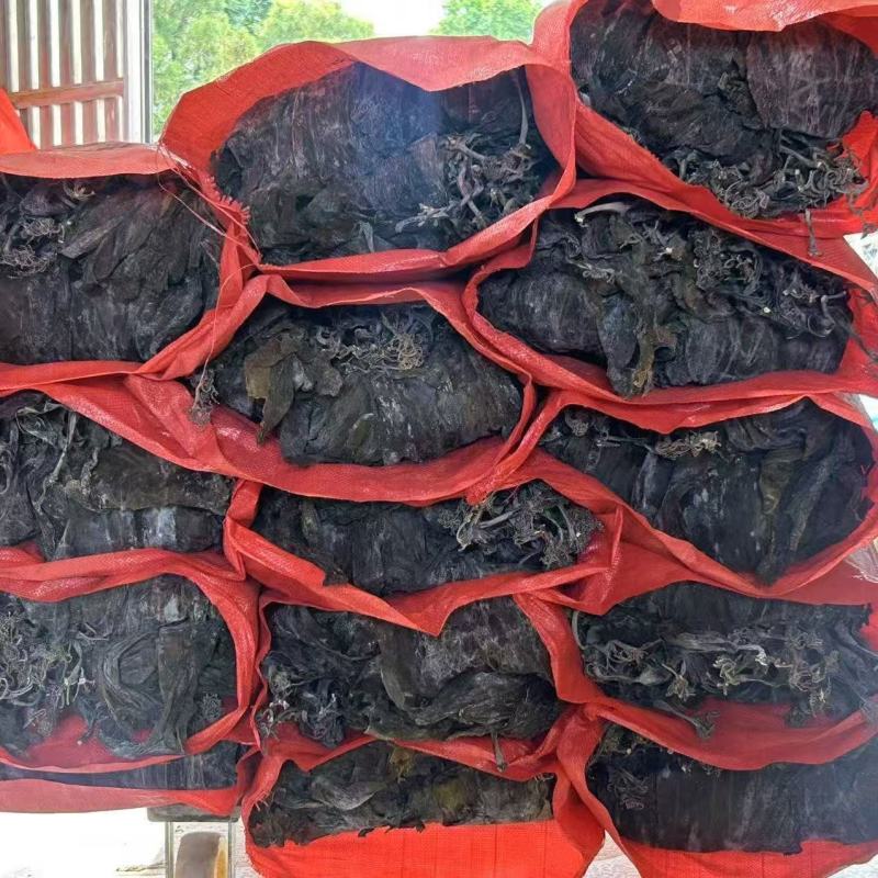 霞浦精品干海带产地一手货源全国发货量大价优欢迎随时联系