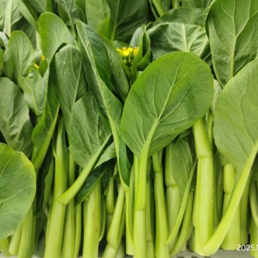 广东精品菜心菜苔