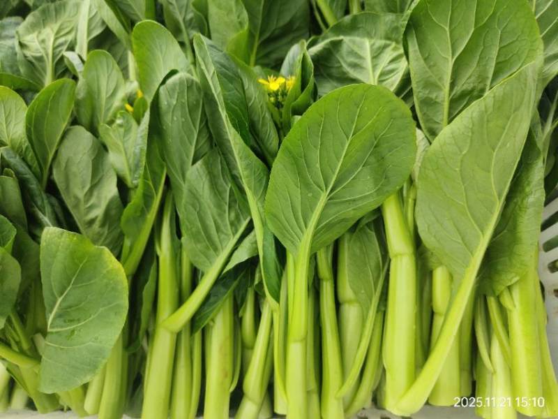 广东精品菜心菜苔