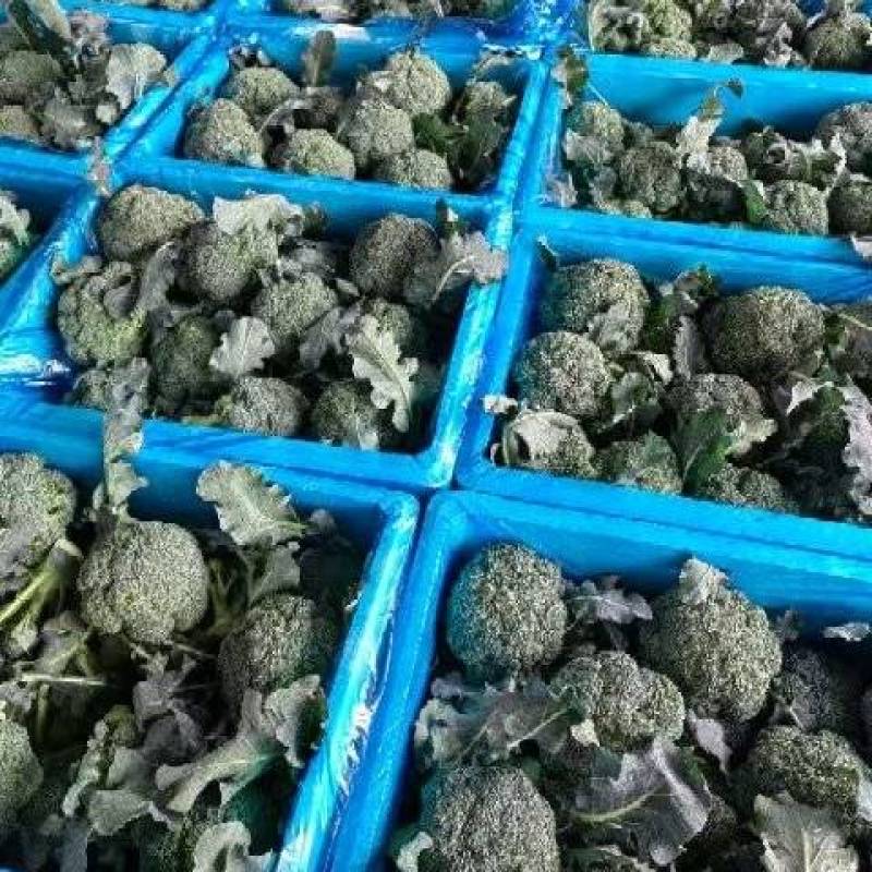 《西兰花》基地直发保质保量对接全国量大从优一条龙服务