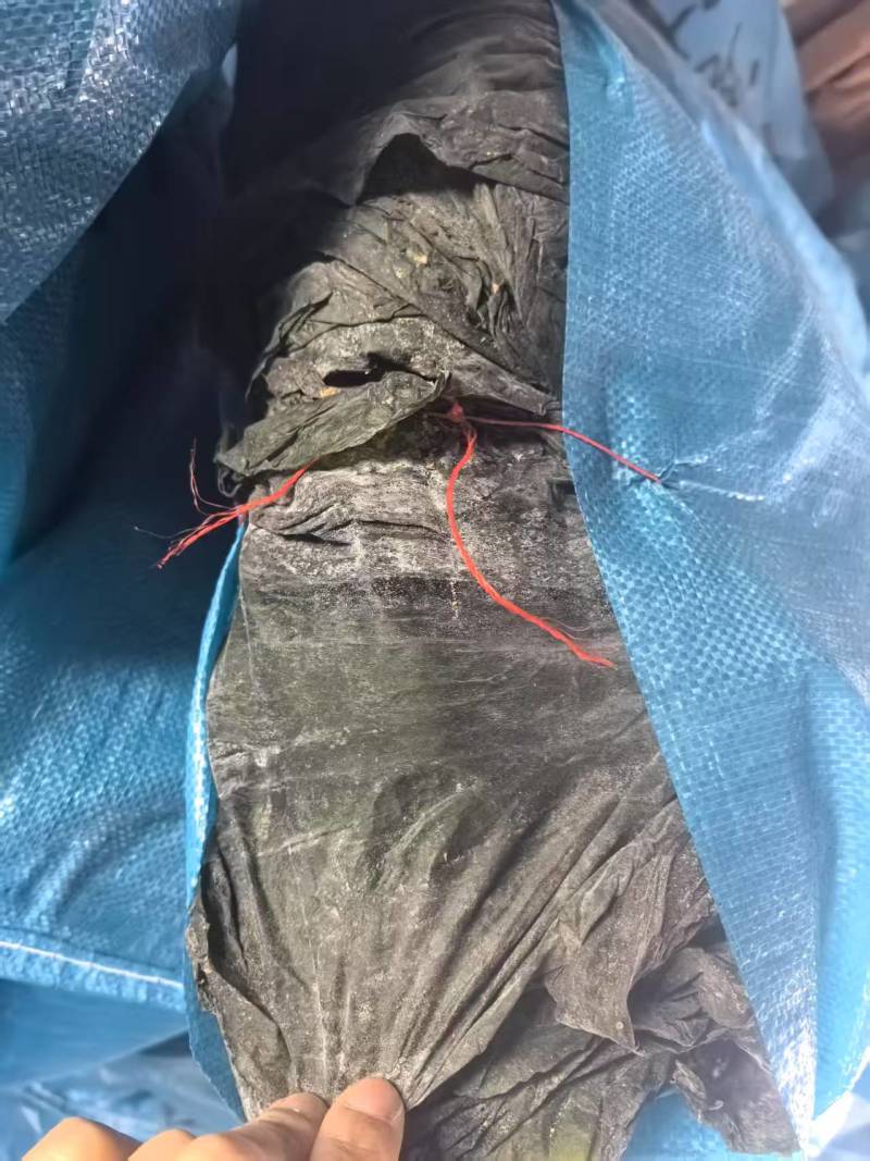 霞浦干海带产地一手货源全国发货量大价优欢迎随时联系