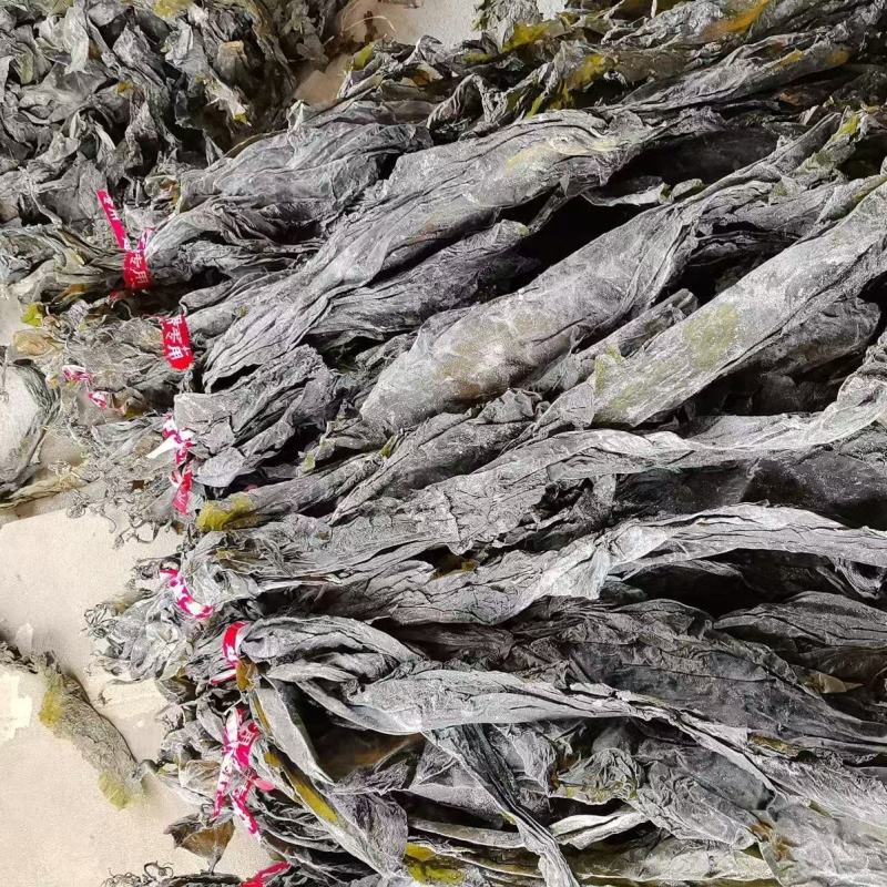 霞浦干海带产地一手货源全国发货量大价优欢迎随时联系