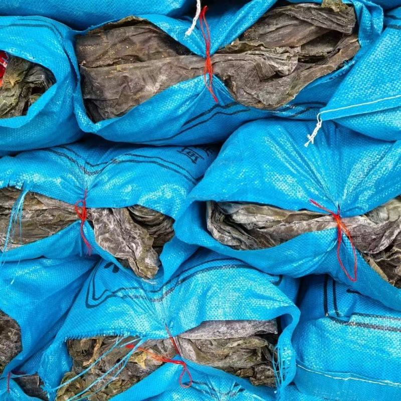 霞浦干海带产地一手货源全国发货量大价优欢迎随时联系
