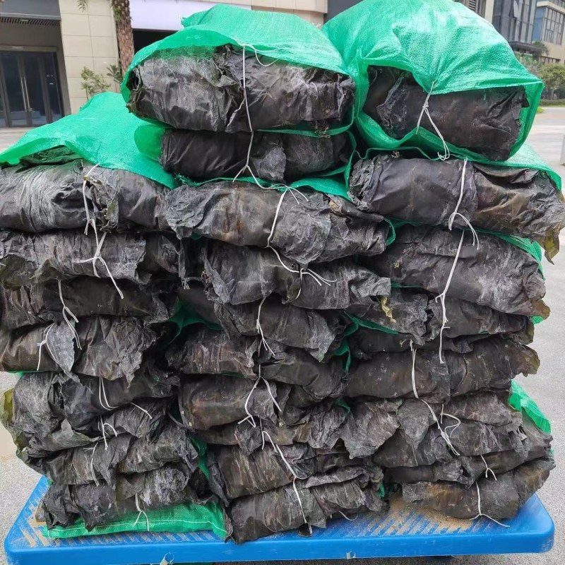 精品干海带产地一手货源全国发货量大价优欢迎随时联系