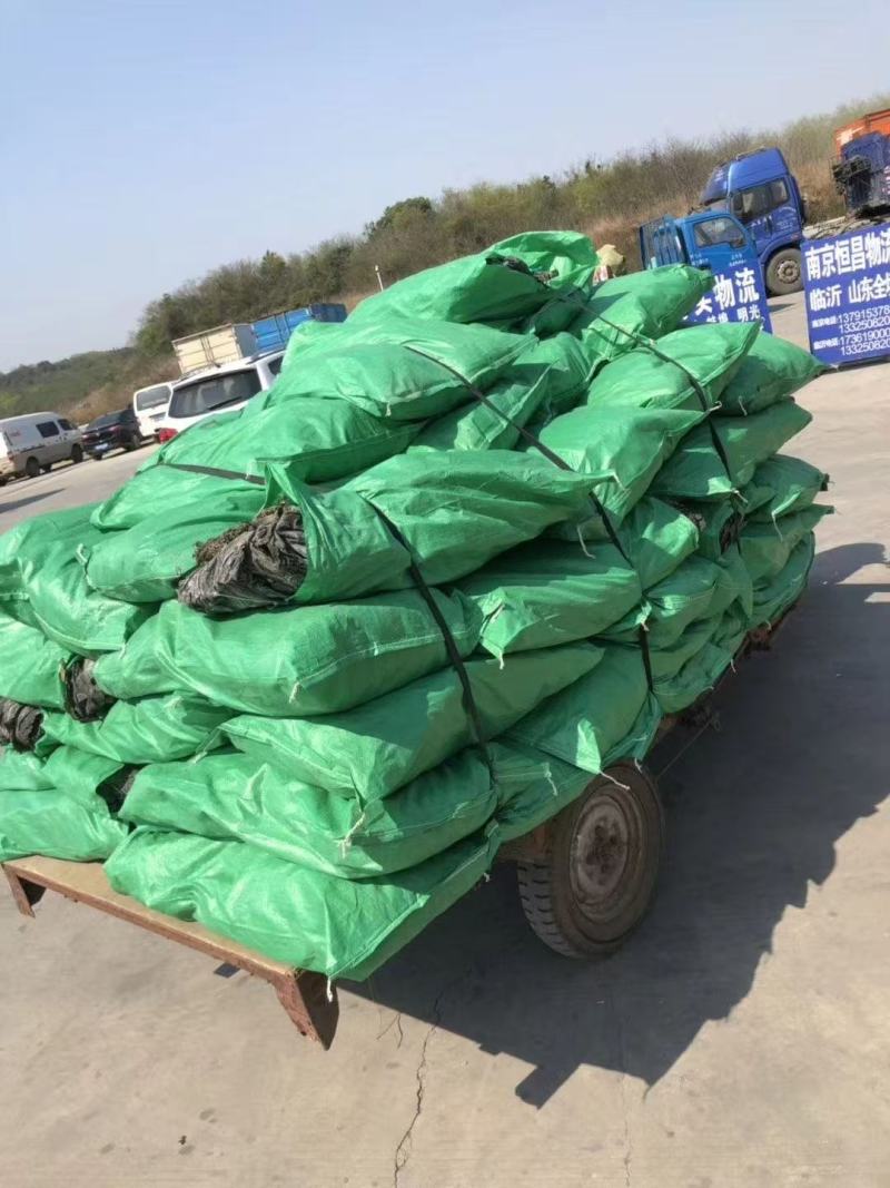 精品干海带产地一手货源全国发货量大价优欢迎随时联系