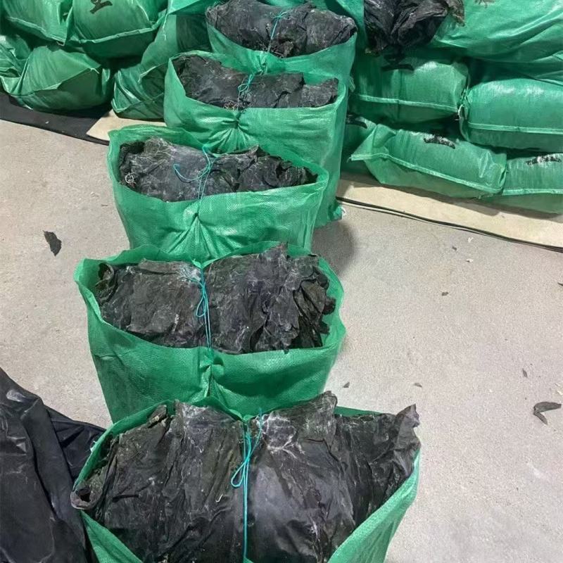 精品干海带产地一手货源全国发货量大价优欢迎随时联系