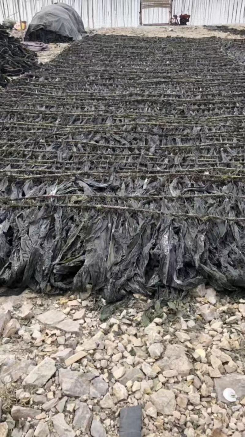 精品干海带产地一手货源全国发货量大价优欢迎随时联系