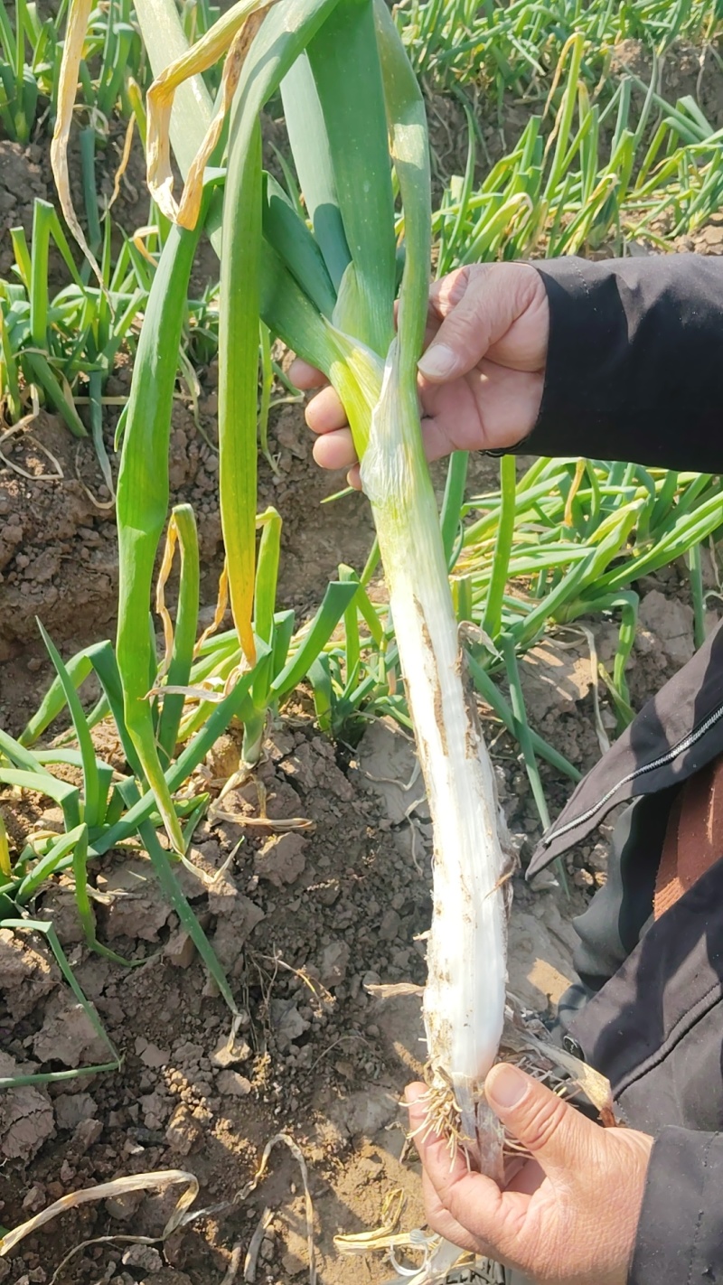 源头大葱30000斤长白！毛葱，35葱背！