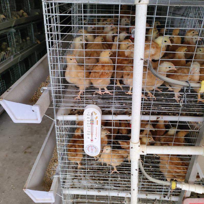 优质脱温小脚土鸡苗，三黄土鸡苗热销中，欢迎订购