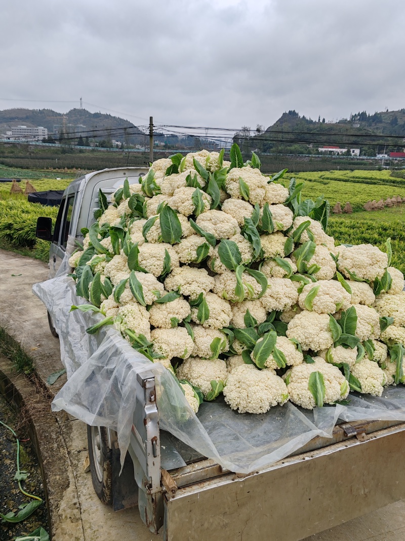 松花菜贵州菜花产地一手货源规格齐全，可视频看货，代发全国