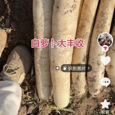 大白萝卜