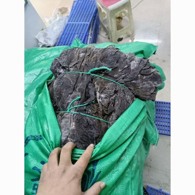 精品干海带产地一手货源全国发货量大价优欢迎随时联系