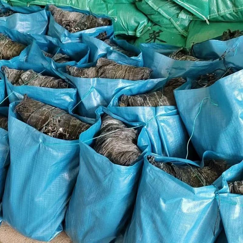 精品干海带产地一手货源全国发货量大价优欢迎随时联系