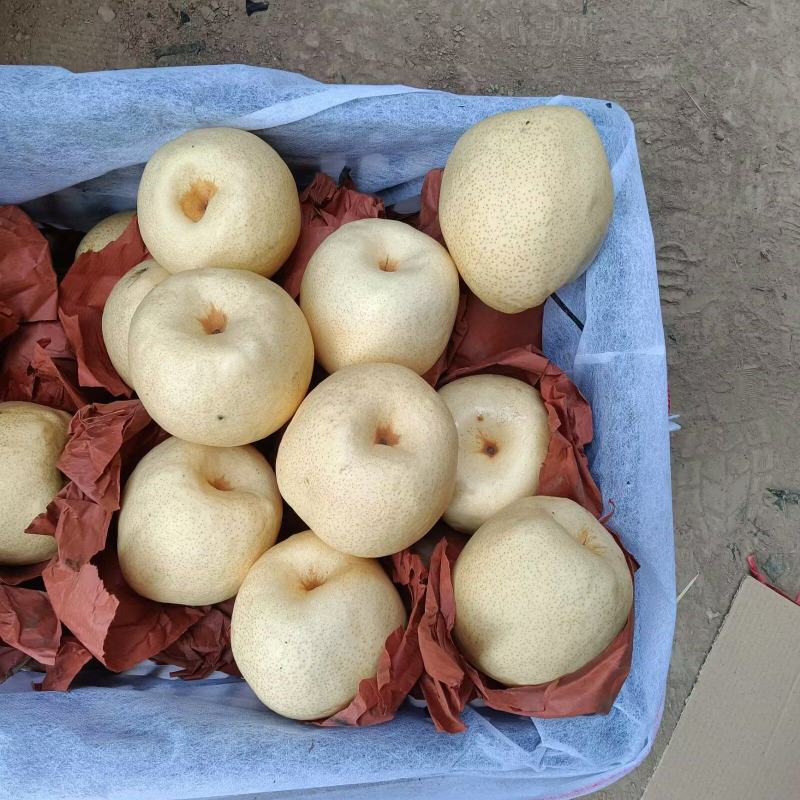 隰县黄土高原特色水果酥梨
