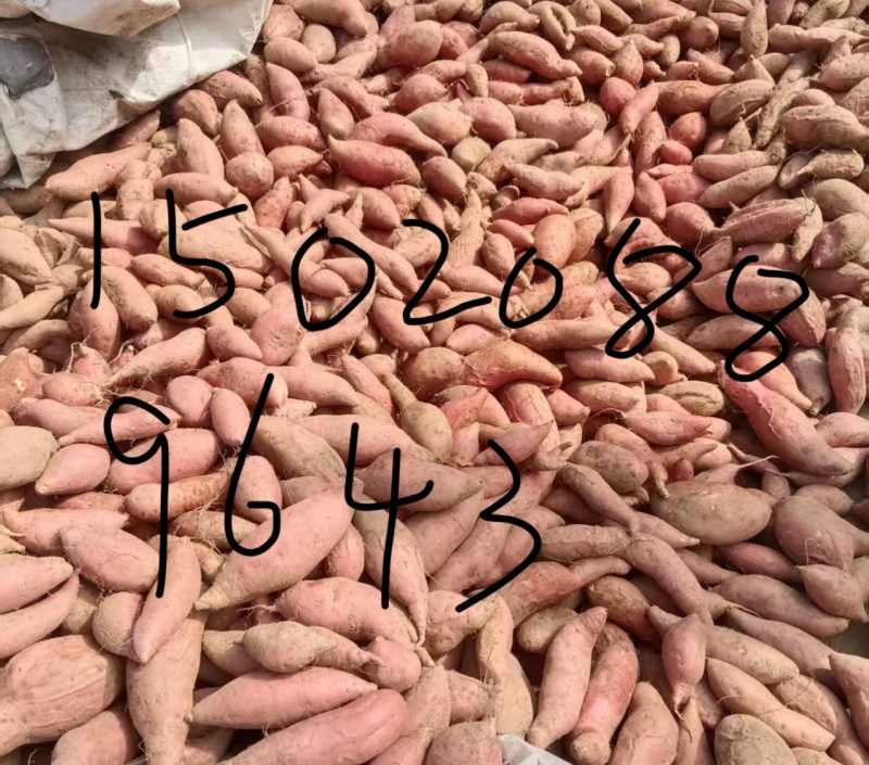 烟25蜜薯沙地