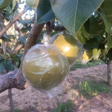 隰县玉露香梨