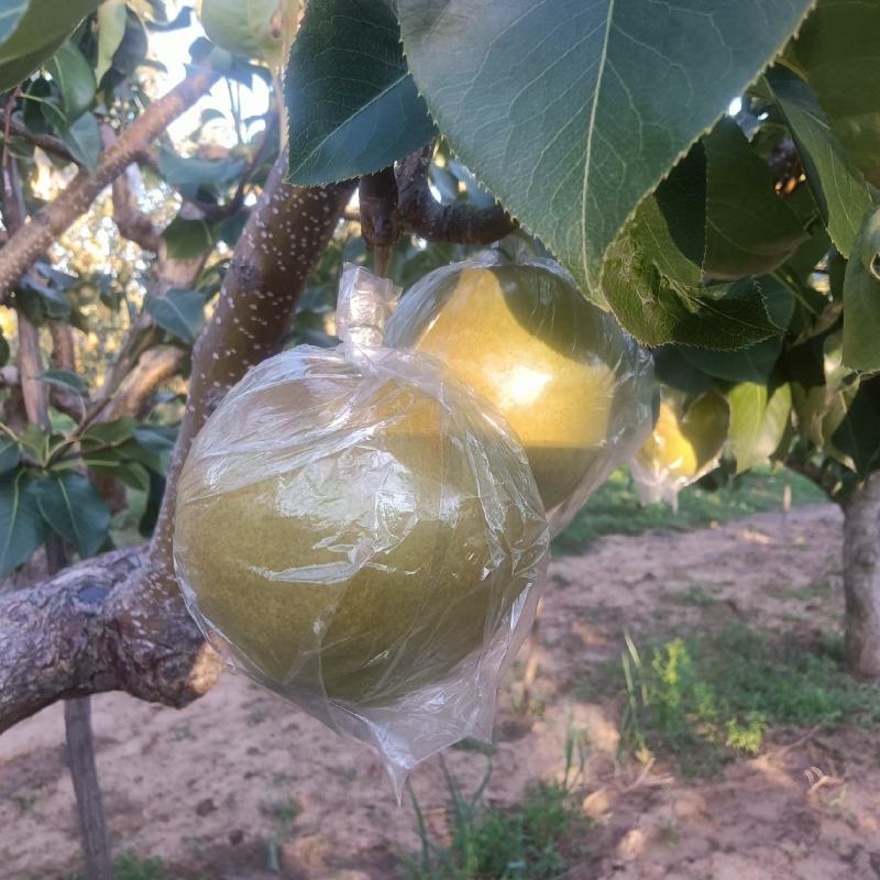 隰县玉露香梨