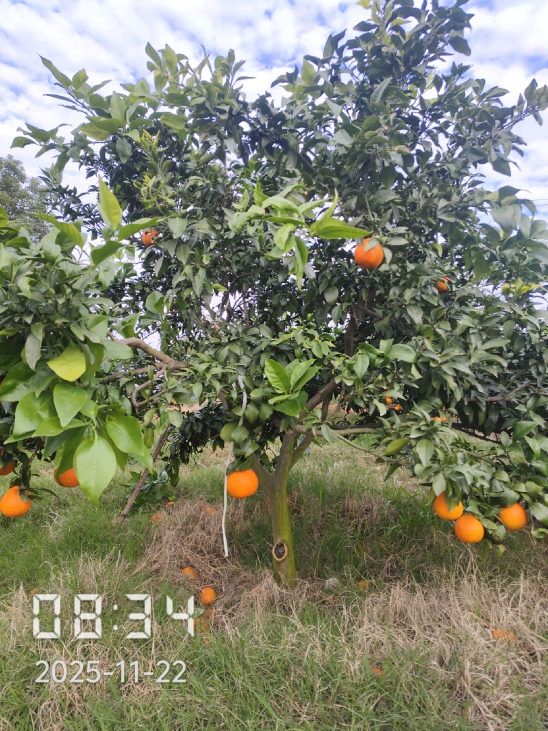6公分的爱媛28号果冻橙苗