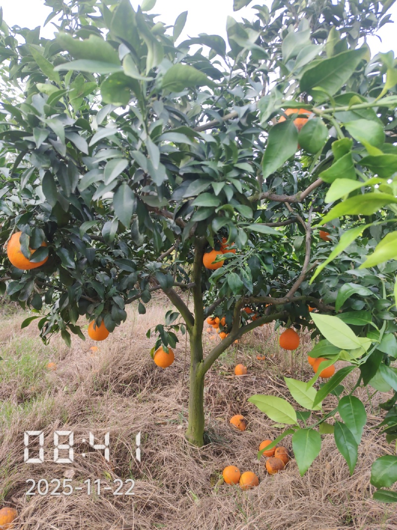 6公分的爱媛28号果冻橙苗