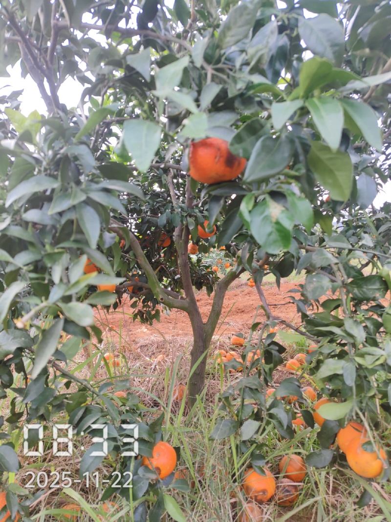 6公分的爱媛28号果冻橙苗