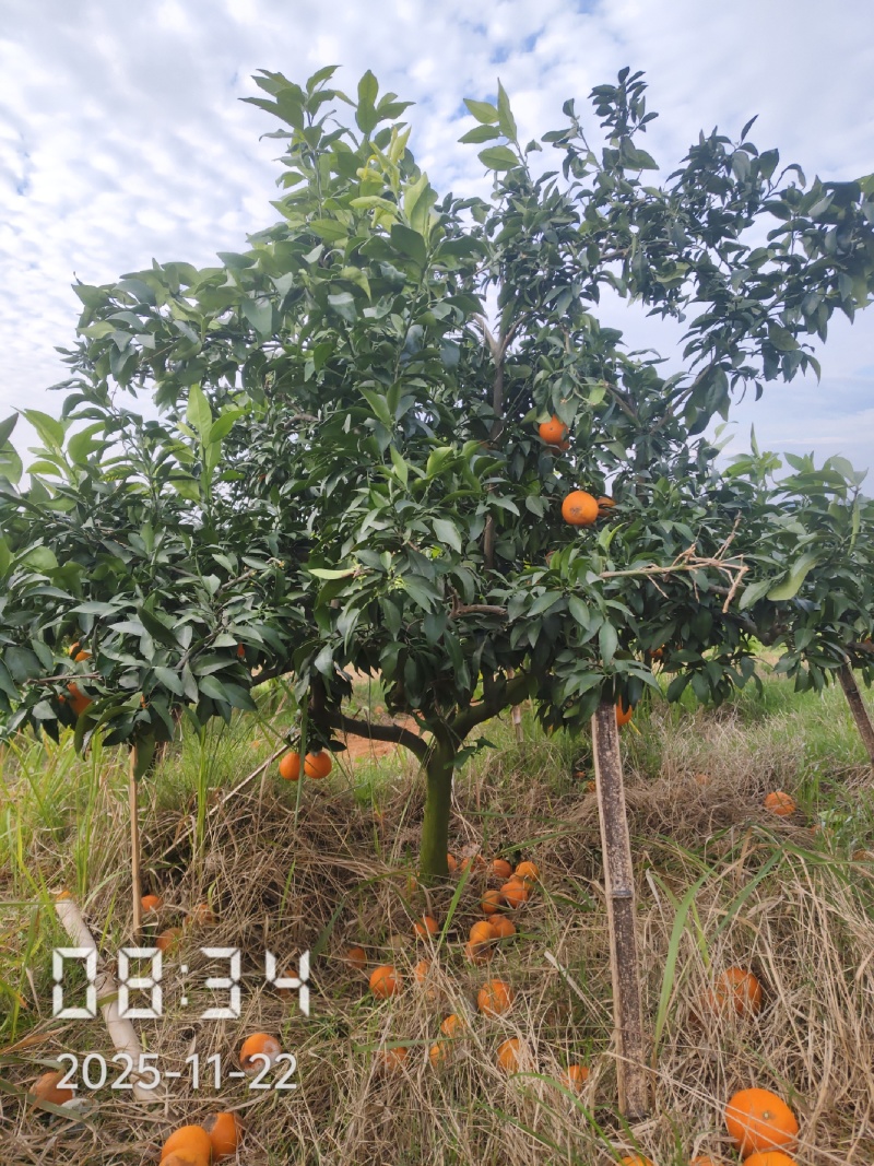6公分的爱媛28号果冻橙苗