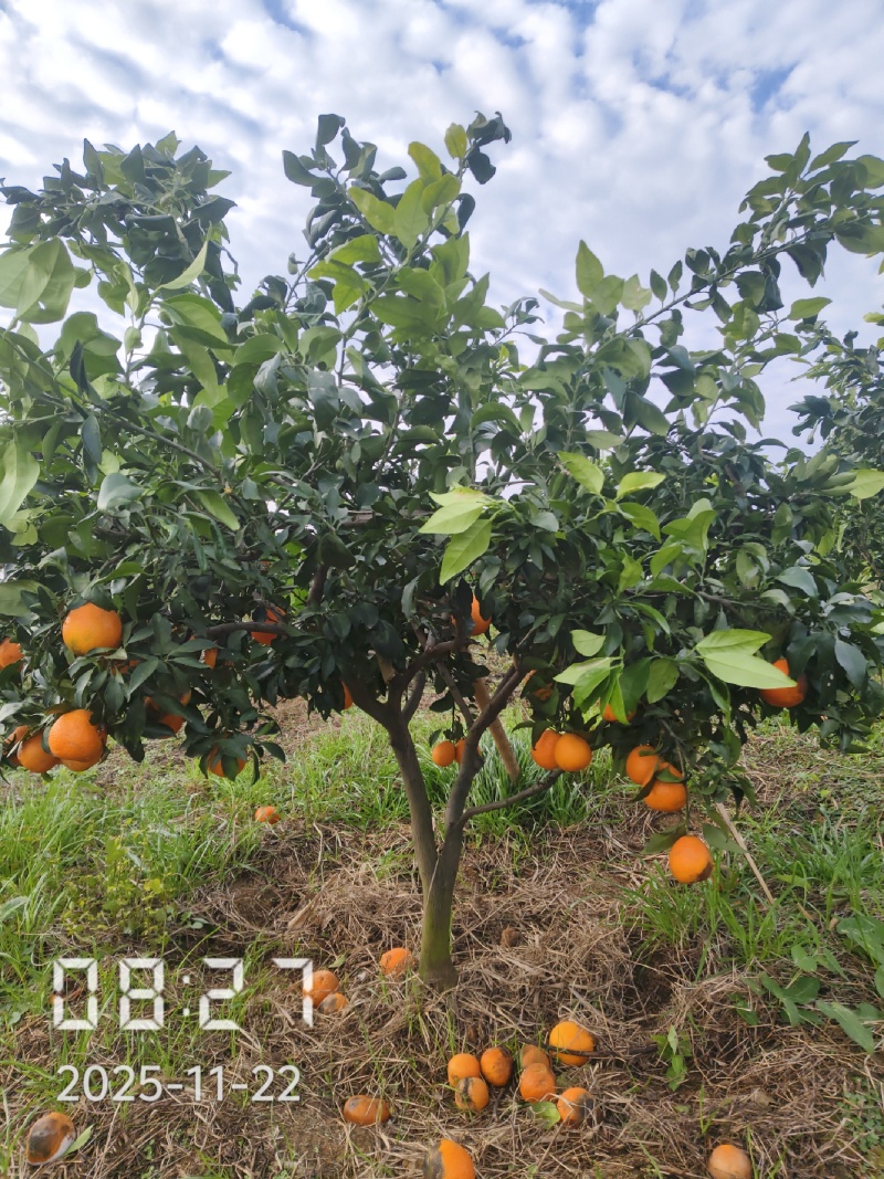 6公分的爱媛28号果冻橙苗