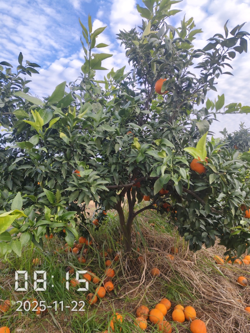 6公分的爱媛28号果冻橙苗