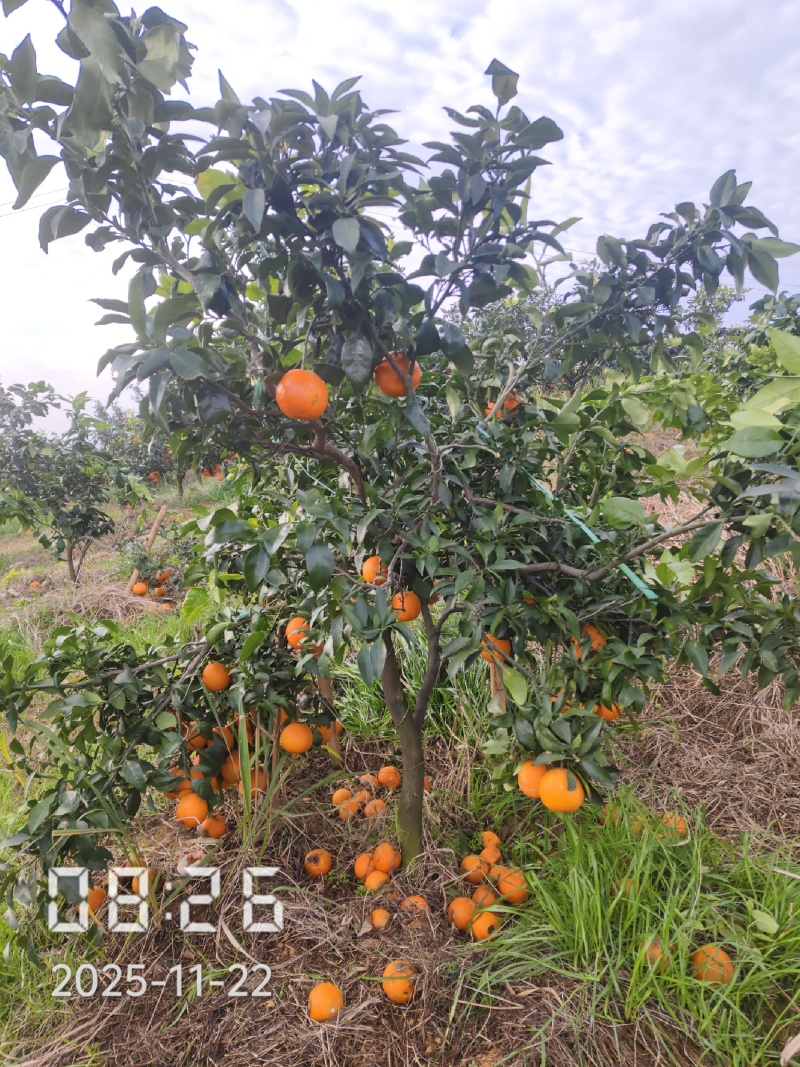 6公分的爱媛28号果冻橙苗