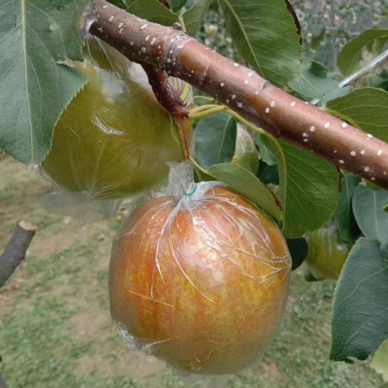 隰县玉露香梨